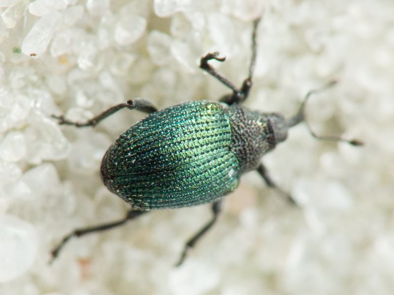 Ceutorhynchus erysimi (Fabricius, 1787)